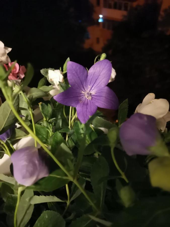 Bloom Box Apartments クラヨーヴァ エクステリア 写真
