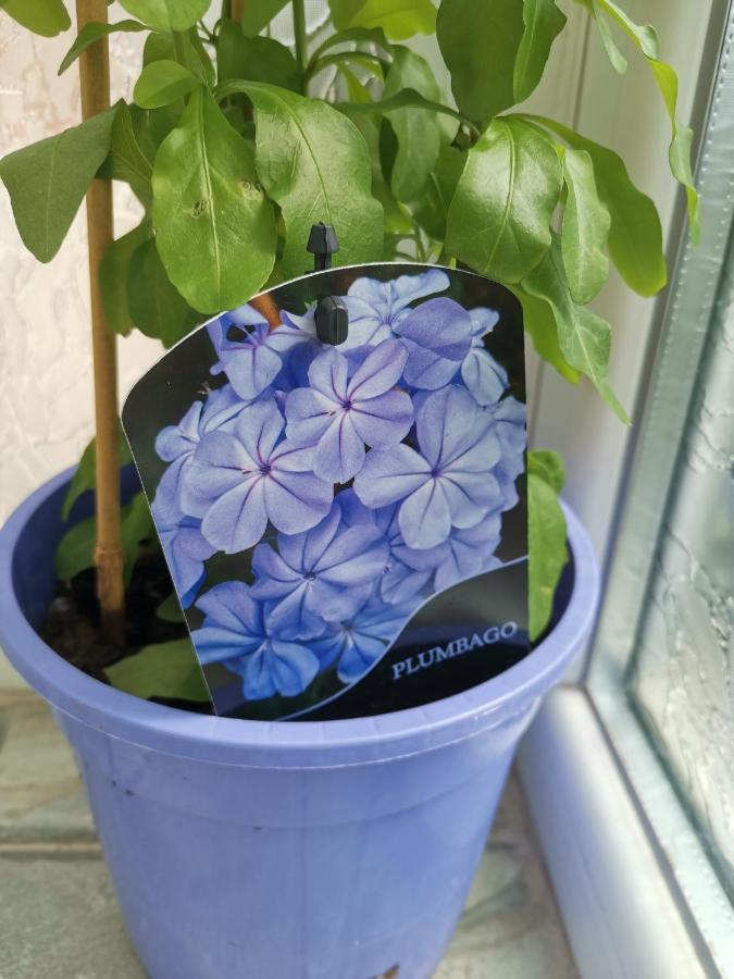 Bloom Box Apartments クラヨーヴァ エクステリア 写真