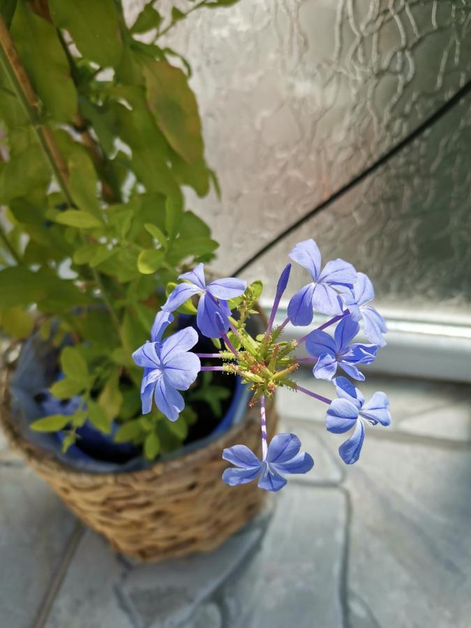 Bloom Box Apartments クラヨーヴァ エクステリア 写真
